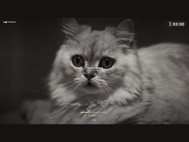 A full-screen cat video playing during a Pawodoro break on macOS
